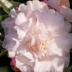 October Magic Dawn Camellia